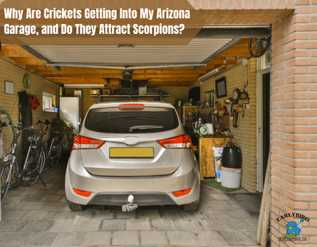 Why Are Crickets Getting Into My Arizona Garage, and Do They Attract Scorpions?