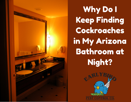 Why Do I Keep Finding Cockroaches in My Arizona Bathroom at Night?